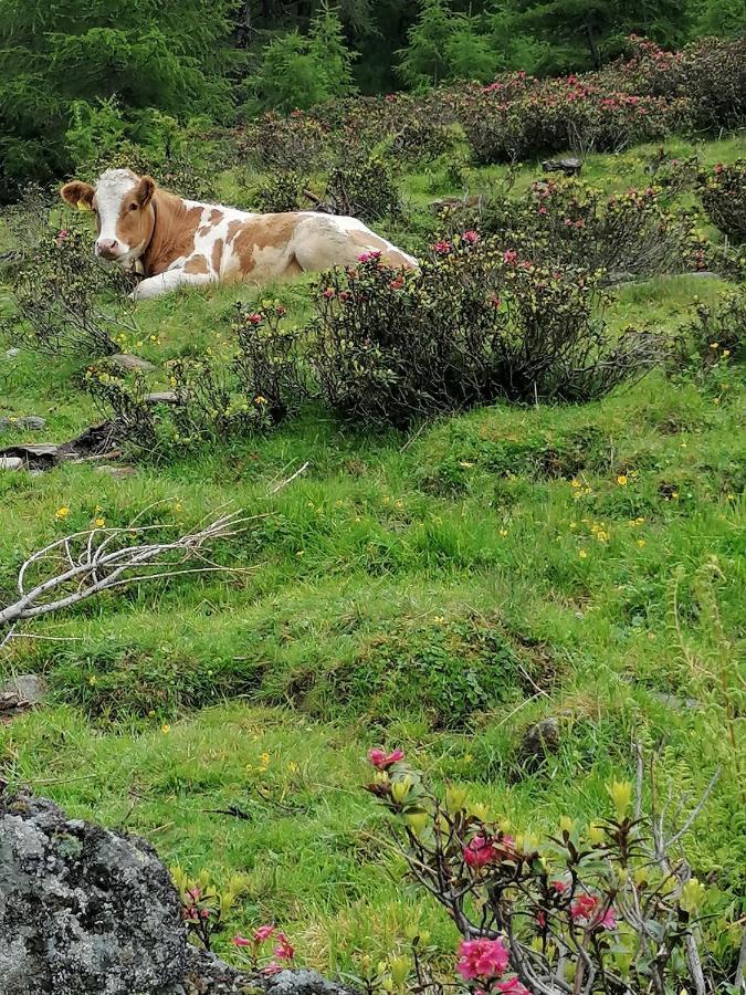 Appartamento Mooshof Kaunertal Esterno foto